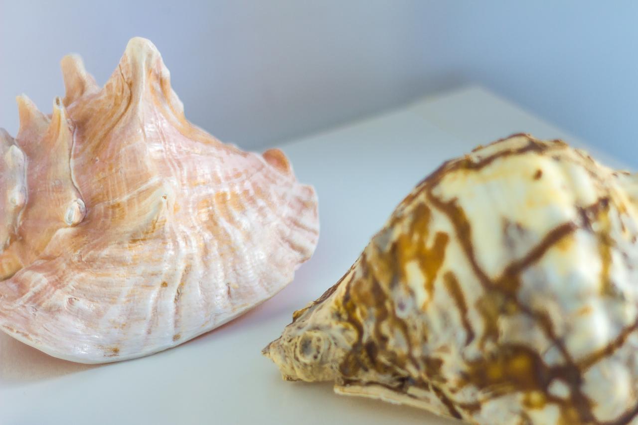 Le Conchiglie Daire Marettimo Dış mekan fotoğraf